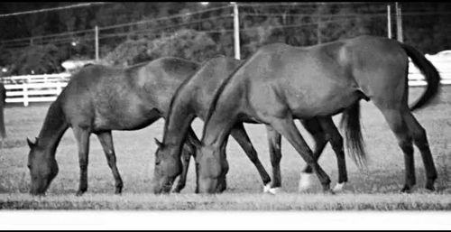 Horse grazing on field