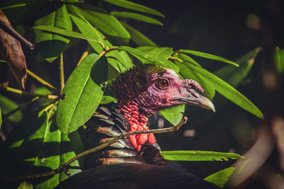 Close-up of bird perching on tree