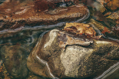 High angle view of frog on rock