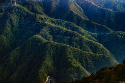 High angle view of trees in forest