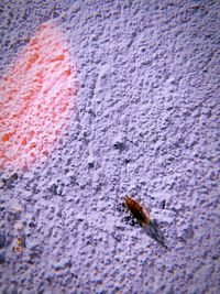 High angle view of bee on leaf