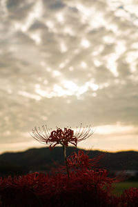 Close-up of red flowering plant against sky during sunset