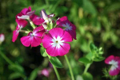 Close-up of pink flowers