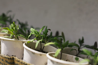 Close-up of potted plant