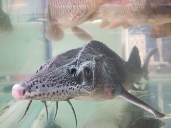 Close-up of fish in aquarium