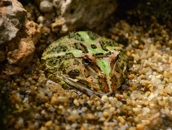 Close-up of frog on rock