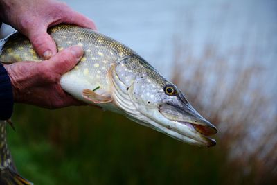 Close-up of human hand holding dead fish