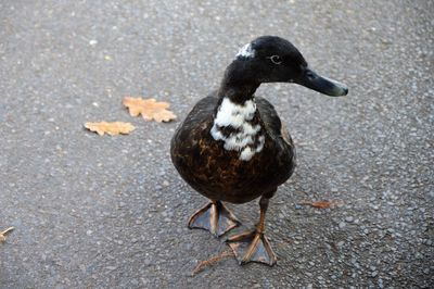 Close-up of duck