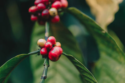 Close-up of red berries growing on tree