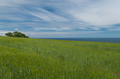 Scenic view of field against sky