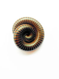 Close-up of spiral over white background