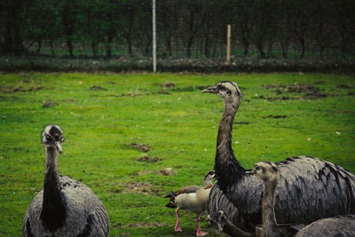 View of birds on land