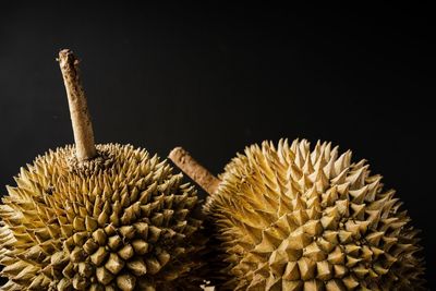 Close-up of spiked plant against black background