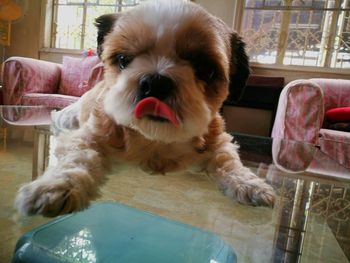 Close-up portrait of dog relaxing at home