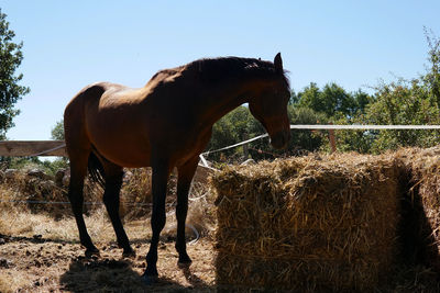 Horse in ranch