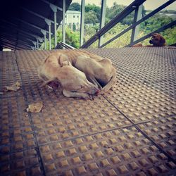Dog sleeping on floor