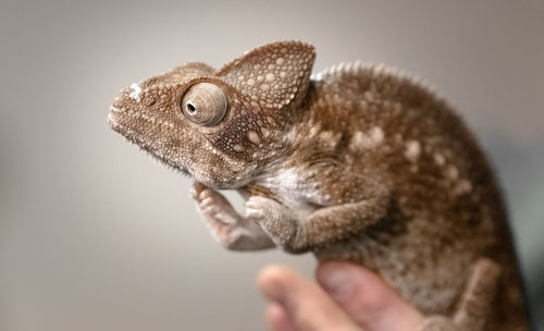 Close-up of a hand holding lizard