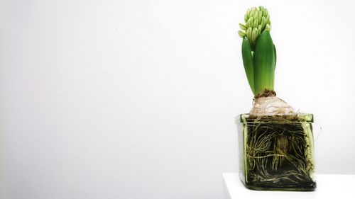 Close-up of plant against white background