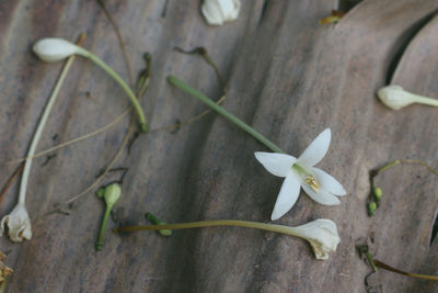 Close-up of white flowering plant