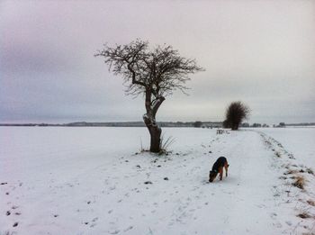 Dog standing on tree trunk