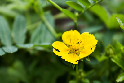 Close-up of yellow flower blooming outdoors