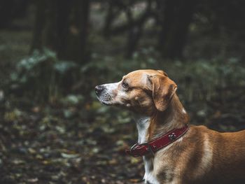 Close-up of dog