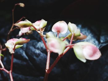 Close-up of flowers