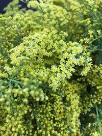 Close-up of plants