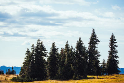 Pine trees on field against sky