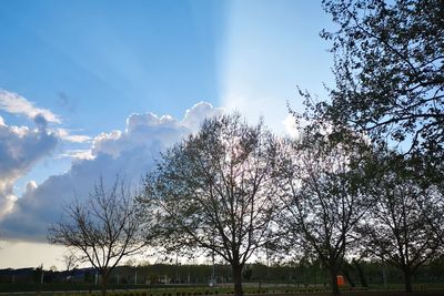 Low angle view of trees on field against sky