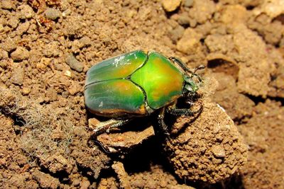 Close-up of insect on land