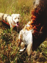 Dog on field