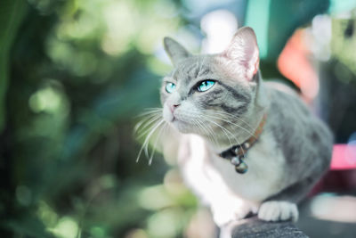 Close-up portrait of cat looking up outdoors