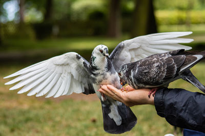 Pigeons eating nuts from hand