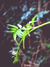 Close-up of plant growing on field