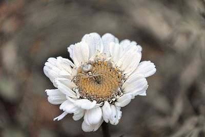 Close-up of insect on flower