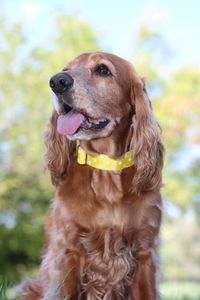 Close-up of dog