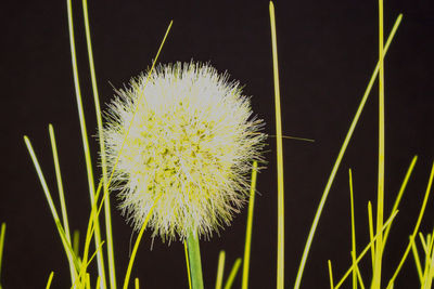 Close-up of dandelion on plant