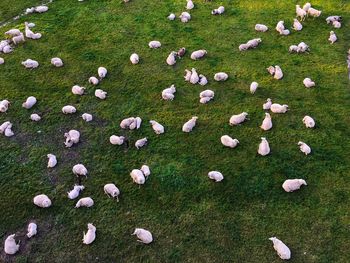 High angle view of dry leaves on field