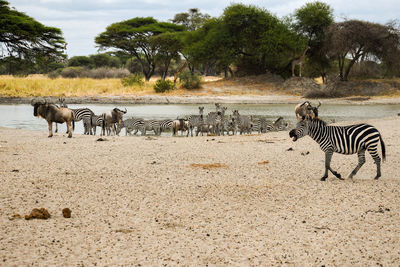 Zebra standing nearby waterpool in tarangire national park, tanzania 