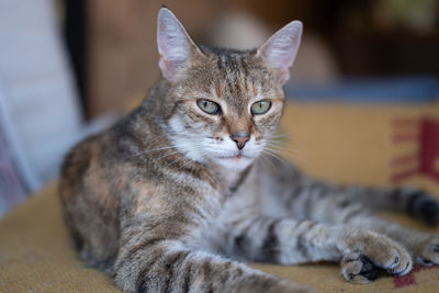 Close-up portrait of a cat