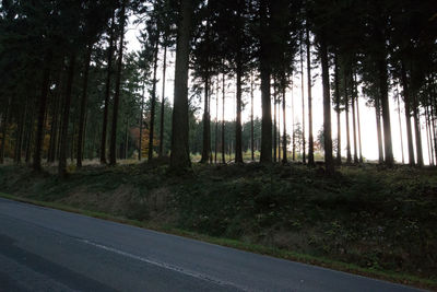 Trees in forest against sky