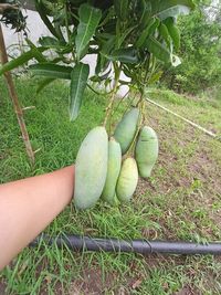 Cropped image of person holding fruit