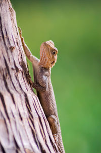 Close-up of squirrel on tree trunk