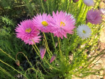 Close-up of pink flowering plants