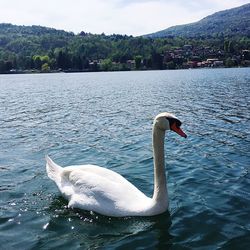 Two swans in calm lake