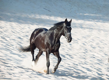 Black horse running on sandy field