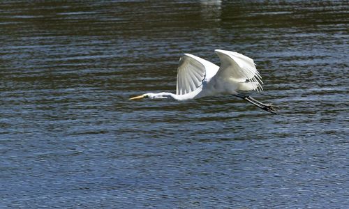 View of a bird flying over lake