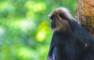 Close-up of two rabbit