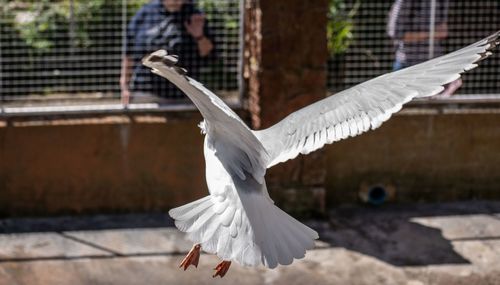 Seagull flying above a bird